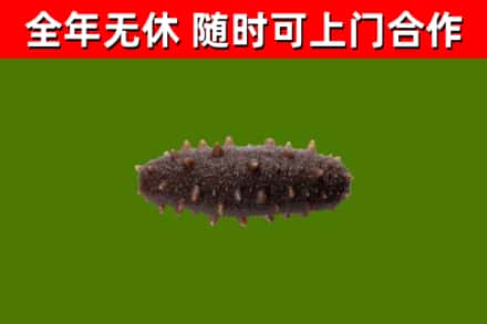 婺城回收海参干